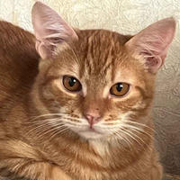 Оливер Бельский