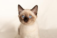 Кирио - Милая сиамочка