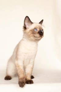 Кирио - Милая сиамочка