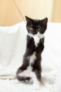 Барби Шугаевская