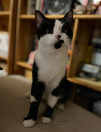 Вениамин Одоевский