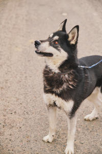 Кай Дружный