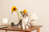 Булочка Веро - ласковая малышка