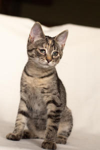 Клеопатра Вах - милая малышка с грустинкой