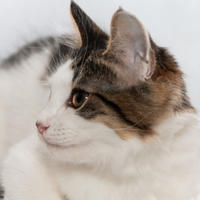 Лейсан Кошкина