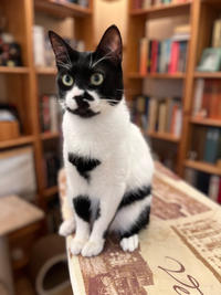 Бэтман Тимошенко