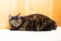 Халли - сладкая специя