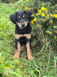 Берта Малышка