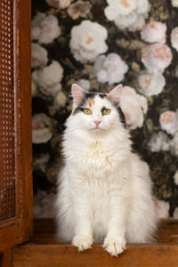 Чара Вах - Кошка, белая