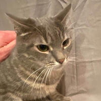     Моника летняя