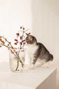 Булочка Веро - ласковая малышка