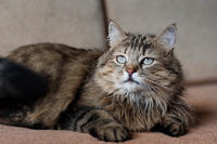 Мэделин - роковая красотка