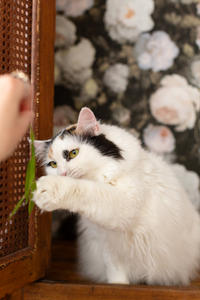 Чара Вах - Кошка, белая