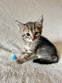 Томми Якубова [iva040584 - решение правления от 21 03 2024] - Славный пупс