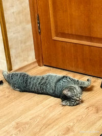 Мурчёна Глинки