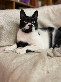 Бэтман Тимошенко