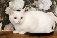 Эззи Вах - Кошка, белая