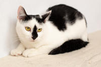 Мура Вах - кошка