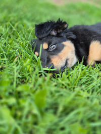 Берта Малышка