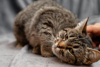 Мурчёна Глинки