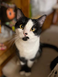 Вениамин Одоевский