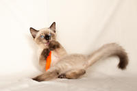 Кирио - Милая сиамочка