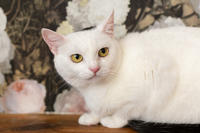 Эззи Вах - Кошка, белая