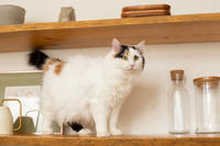 Чара Вах - Кошка, белая