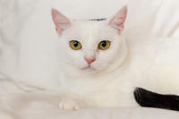 Эззи Вах - Кошка, белая