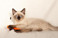 Кирио - Милая сиамочка