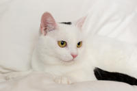 Эззи Вах - Кошка, белая