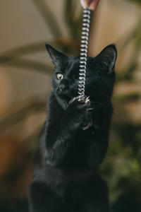 Дизель Вин - любитель целоваться!