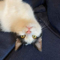 Кисточка Мельникайте