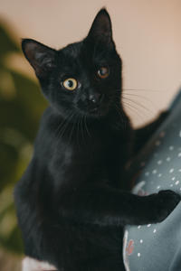 Дизель Вин - любитель целоваться!