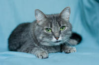 Эйна - зеленоглазая фея