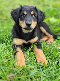 Берта Малышка