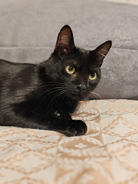 Морис Дружный