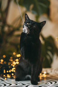 Дизель Вин - любитель целоваться!