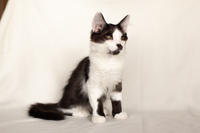 Карат Вах - мохнатый красавчик