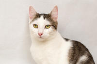 Малышка Вах - кошка