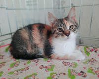 Шелли Лошицкая