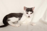 Кронос Вах - милый озорник