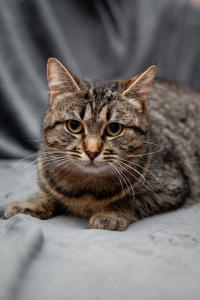 Мурчёна Глинки