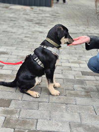 Луна Малышка