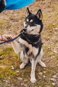 Кай Дружный