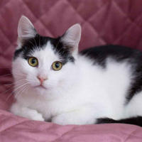     Капитоша Мельникайте