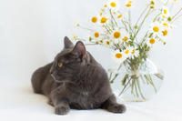 Катрин Притыцкая