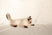 Кирио - Милая сиамочка