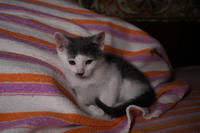 Кронос Вах - милый озорник