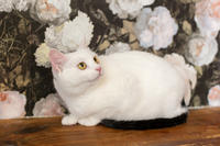 Эззи Вах - Кошка, белая